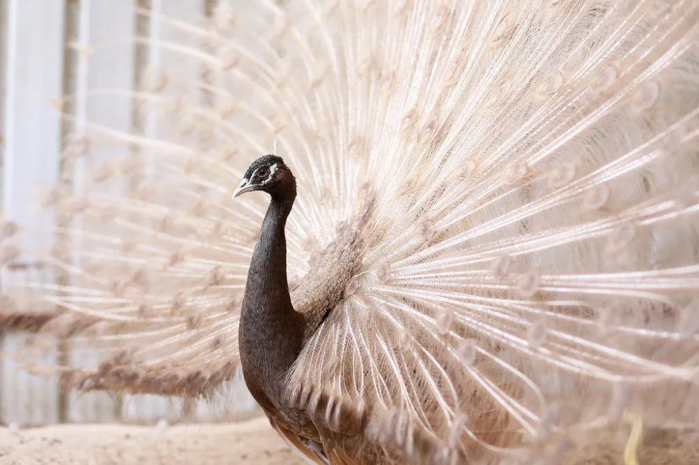 Jual Merak Coklat atau cameo Murah